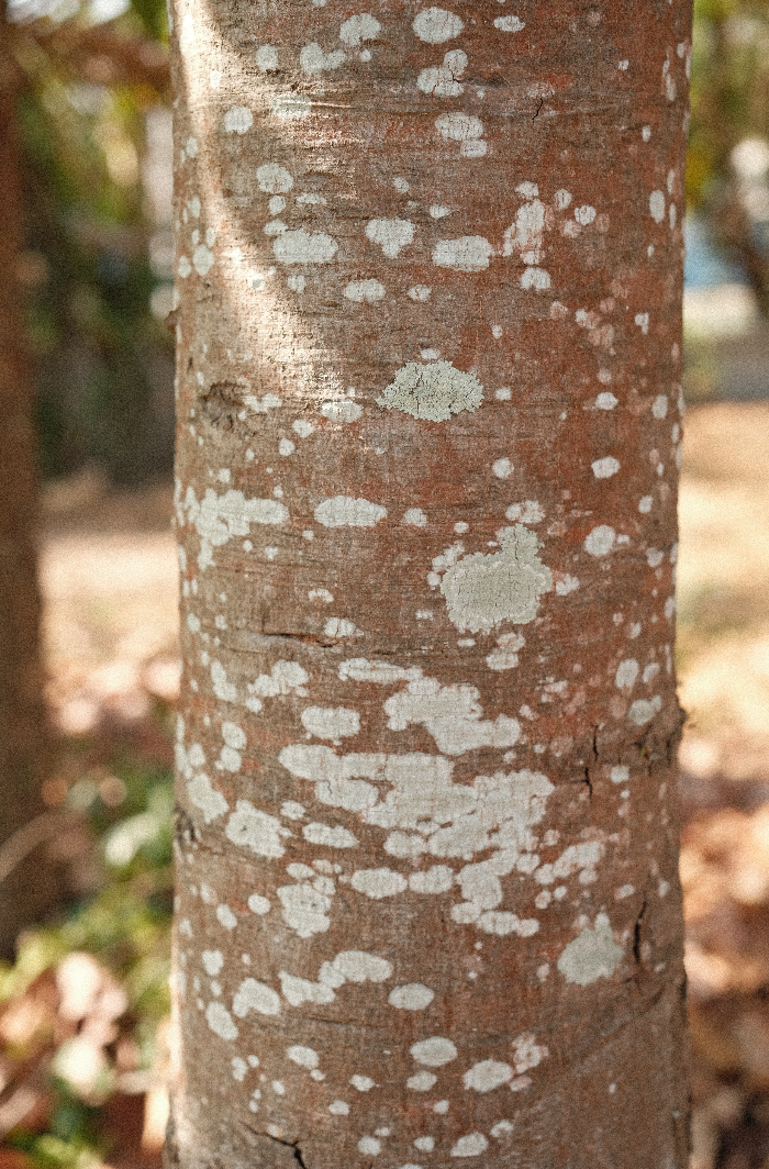 Tronc d'arbre couvert de lichen, la matière première des jeux en bois massif